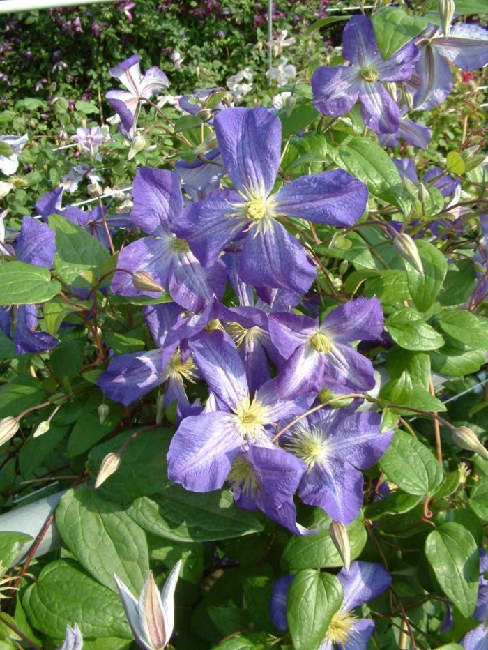 Клематис дженни