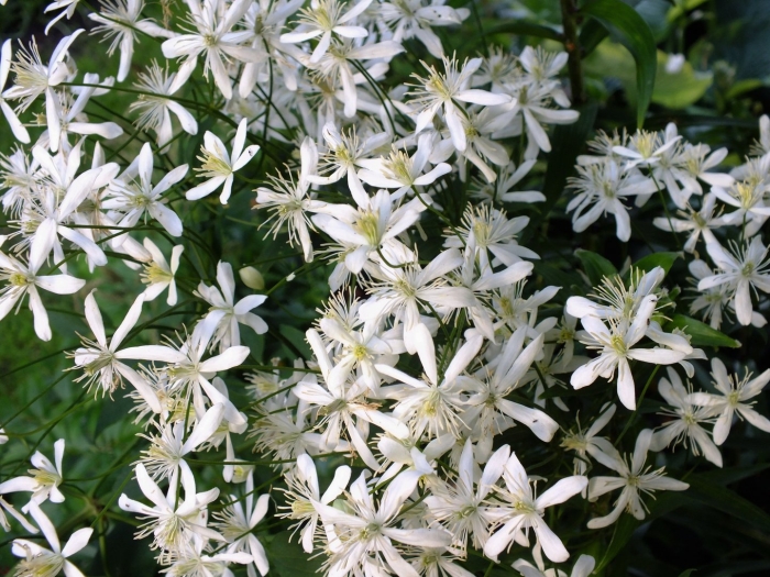 Клематис ломонос мелкоцветковый