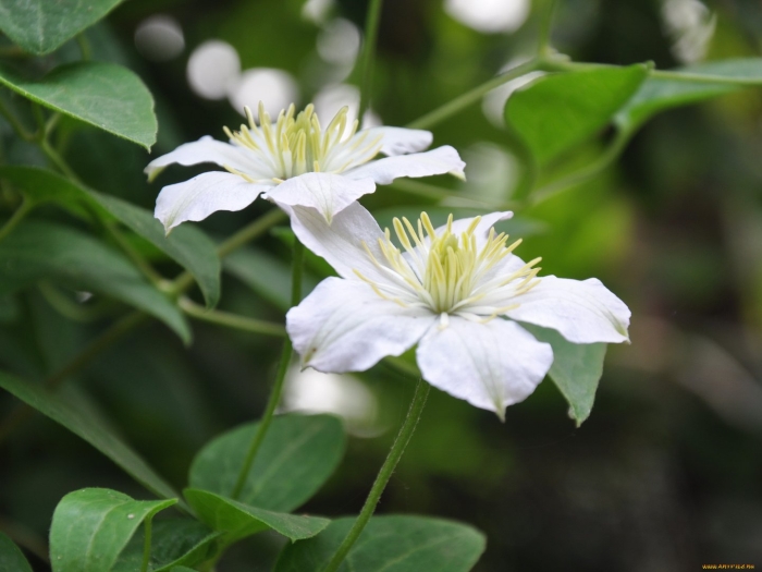 Клематис белый