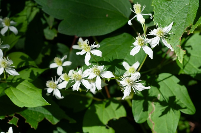 Clematis virginiana