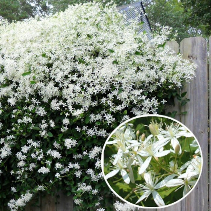 Клематис ломонос мелкоцветковый