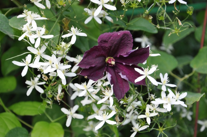 Клематис jackmanii purpurea