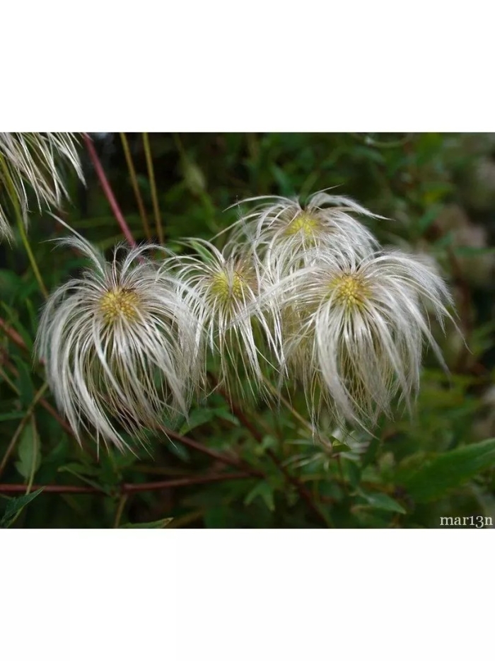 Clematis tangutica