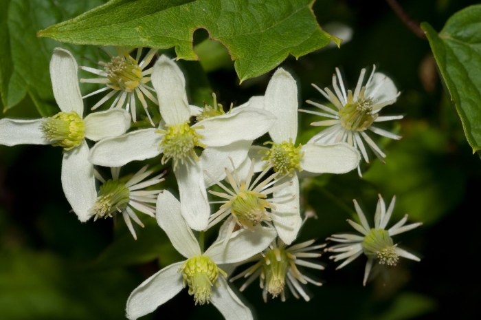 Клематис вирджиниана