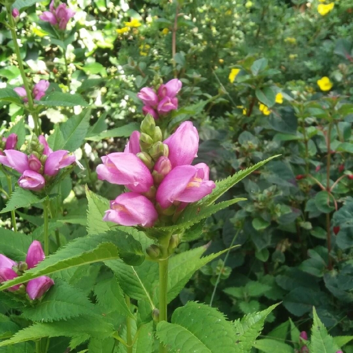 Хелоне косая