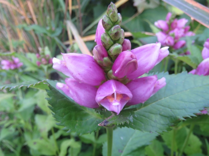 Хелоне косая