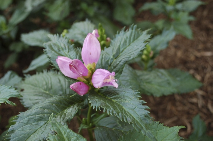 Хелоне косая альба