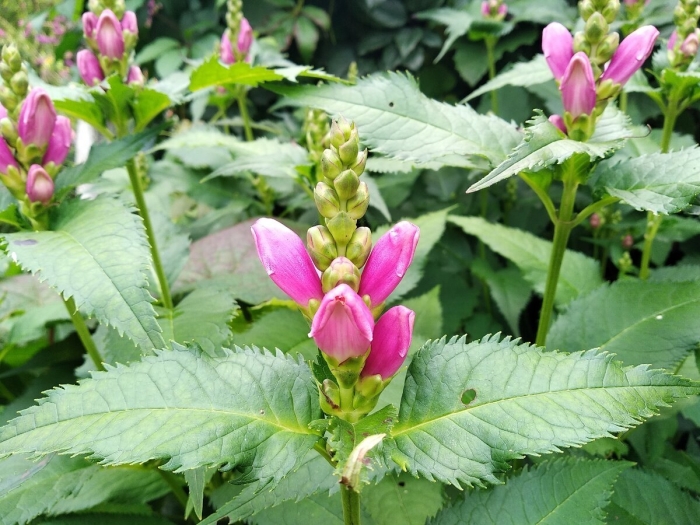 Хелоне розовый фламинго