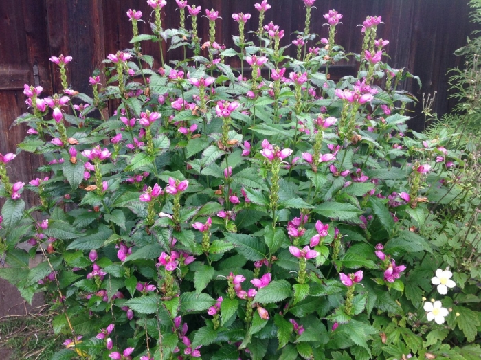 Хелоне косая альба