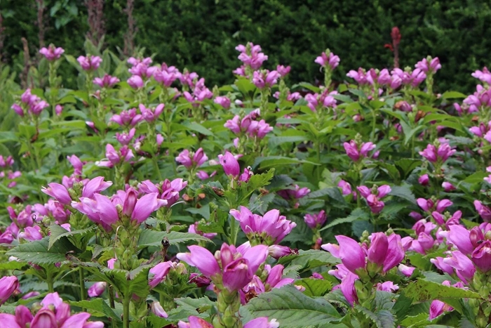 Хелоне цветок