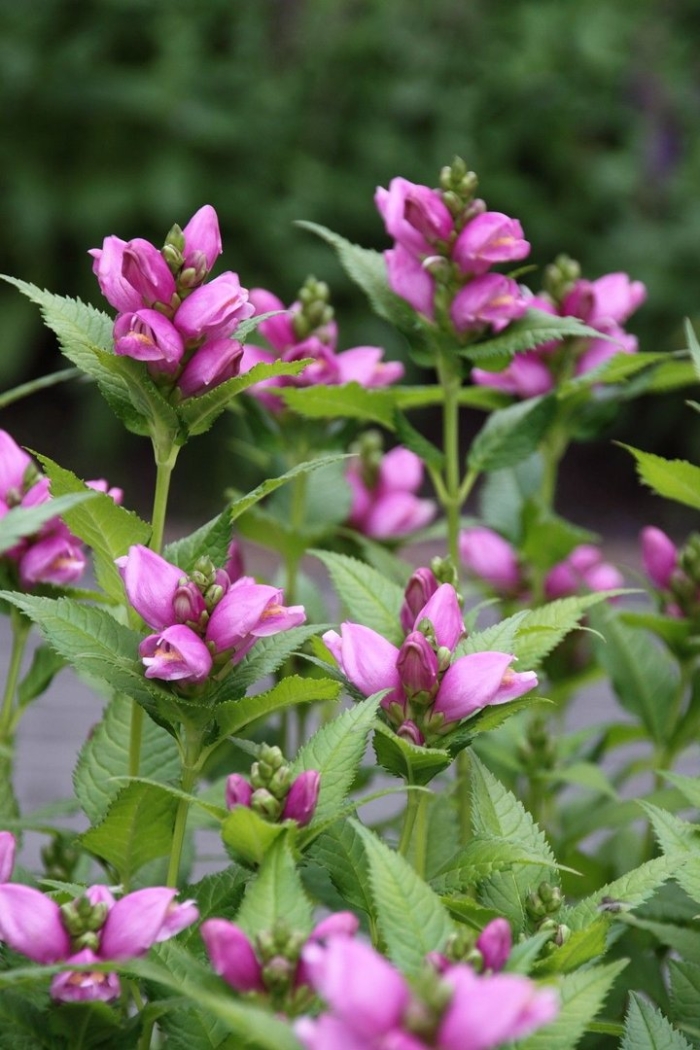 Хелоне косая альба