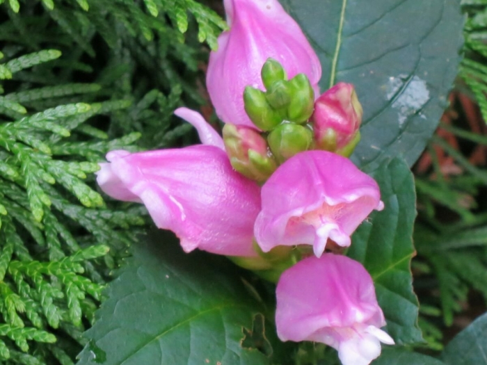 Хелоне растение