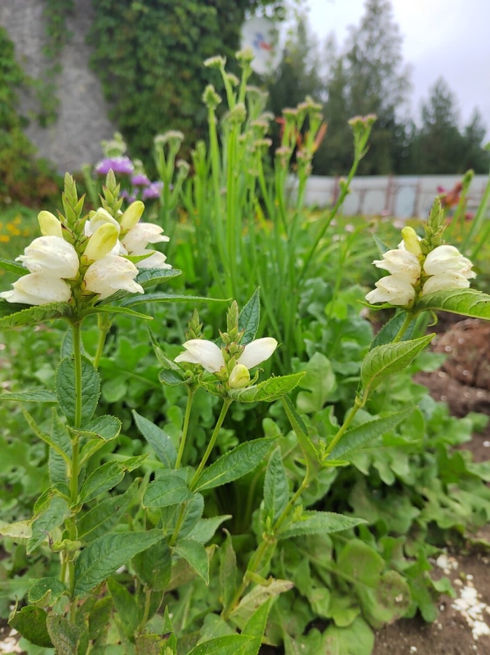 Хелоне косая альба