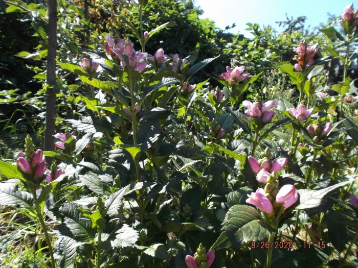 Хелоне косая alba