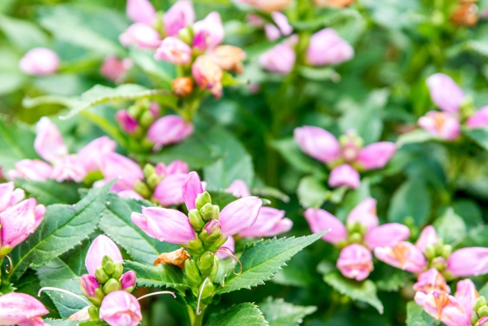 Хелоне chelone