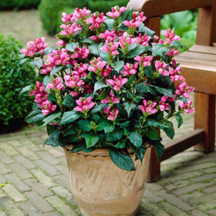 Хелоне лайона