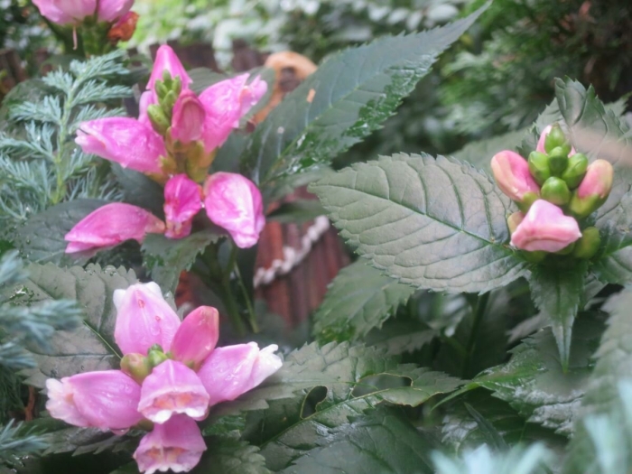 Хелоне косая