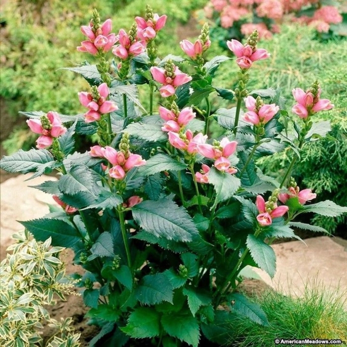 Хелоне косая