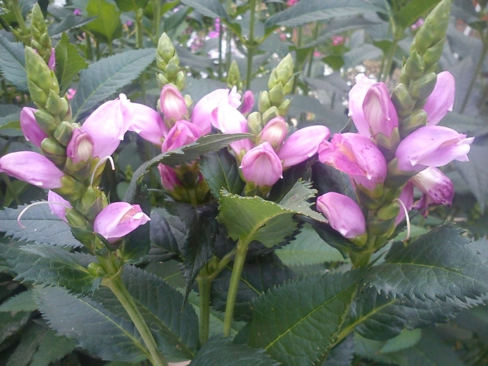 Хелоне обликва