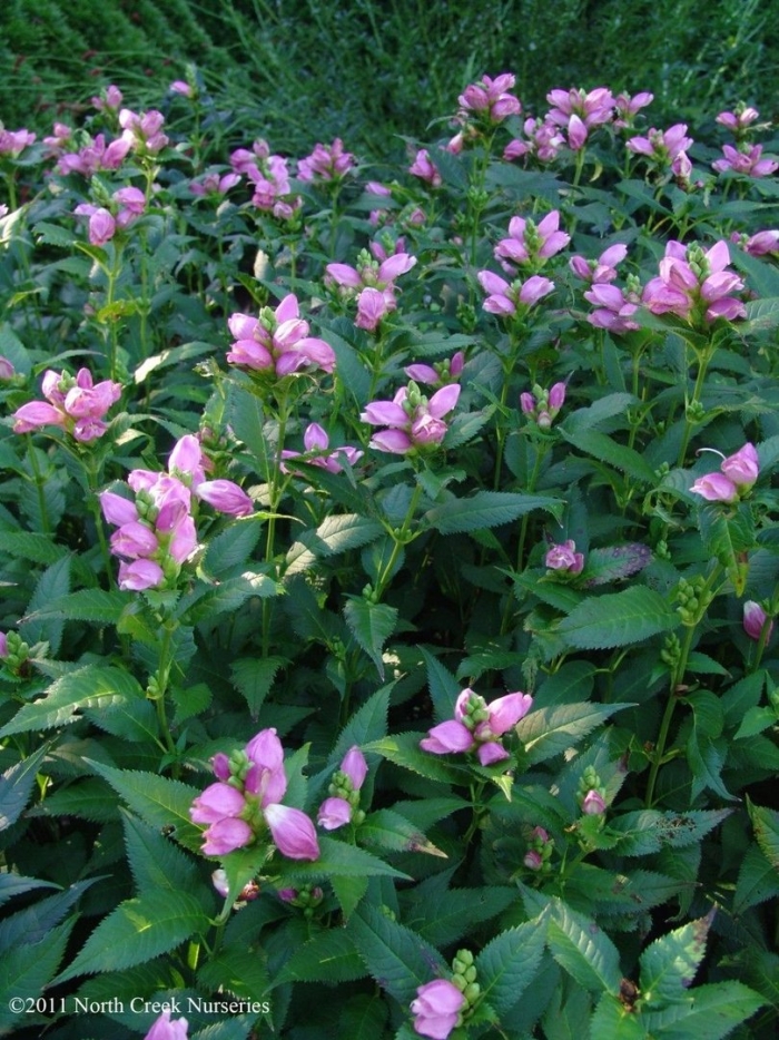 Хелоне косая альба