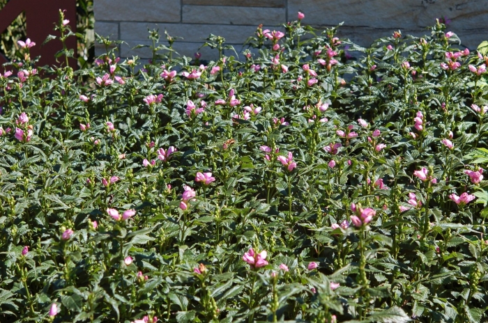 Хелоне косая