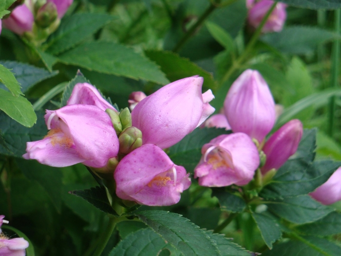 Хелоне косая