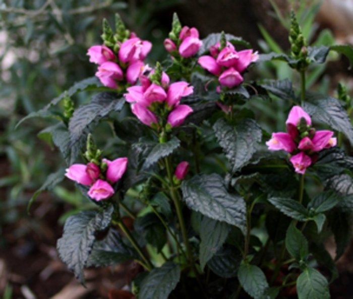 Хелоне косая альба