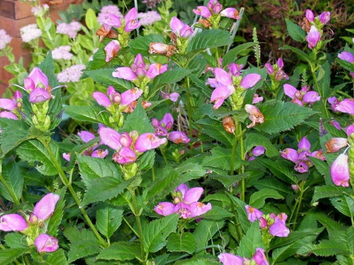 Хелоне косая