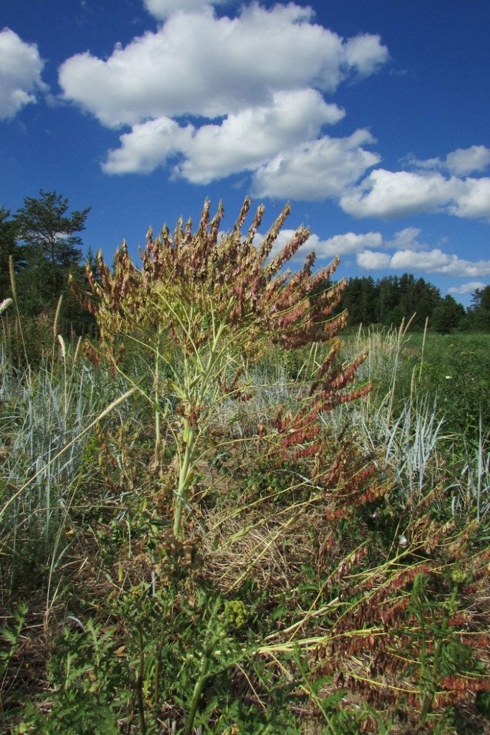 Травы ленинградской области