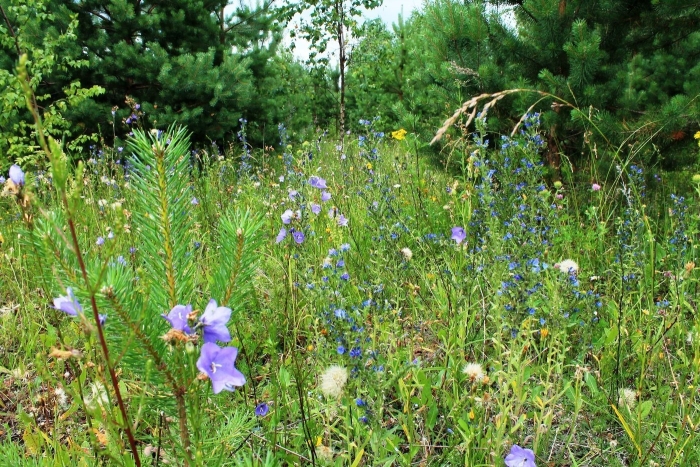 Травянистые растения подмосковья