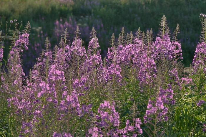 Лекарственные растения ленинградской области иван чай