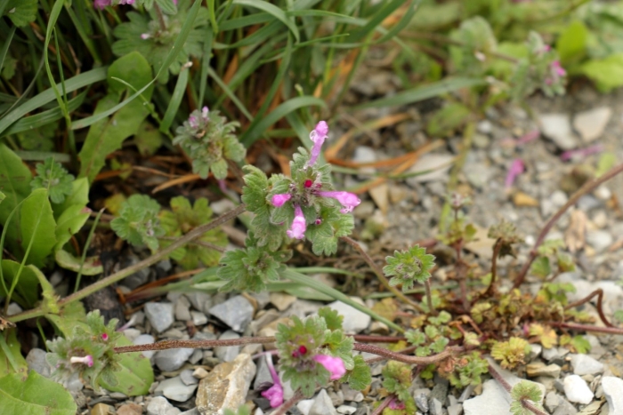 Lamium amplexicaule