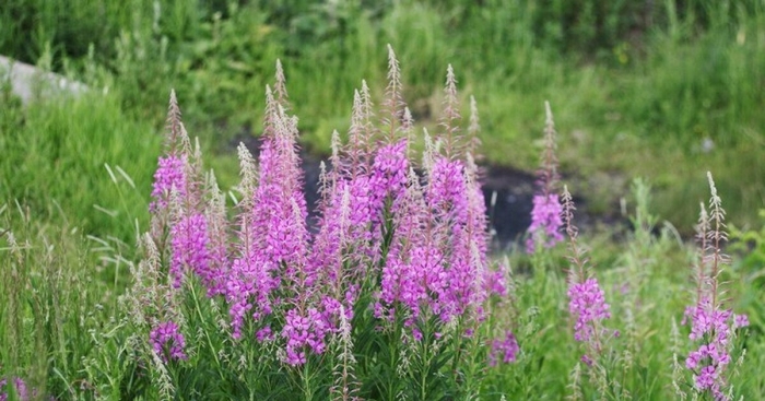 Иван чай узколистный