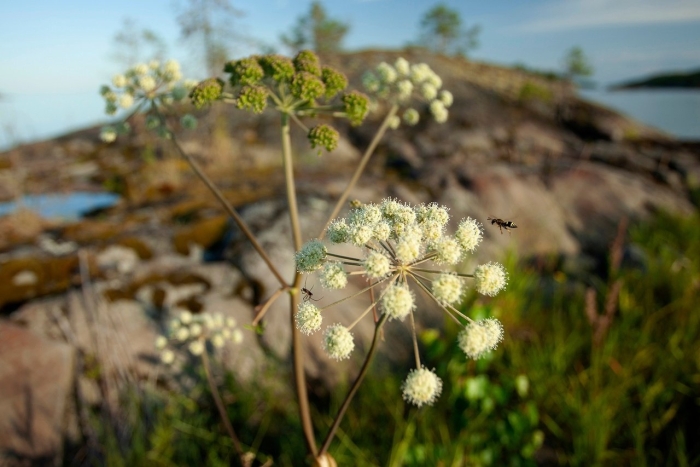 Angelica sylvestris