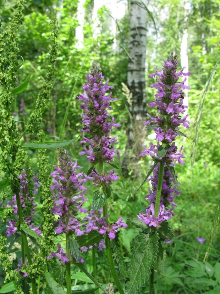 Буквица лекарственная betonica officinalis