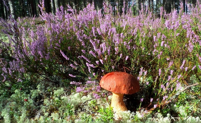 Вереск обыкновенный мелания