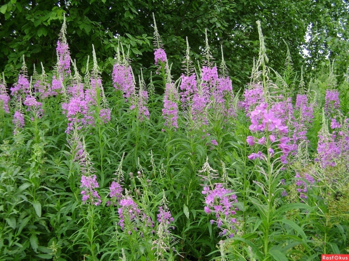 Иван чай обыкновенный