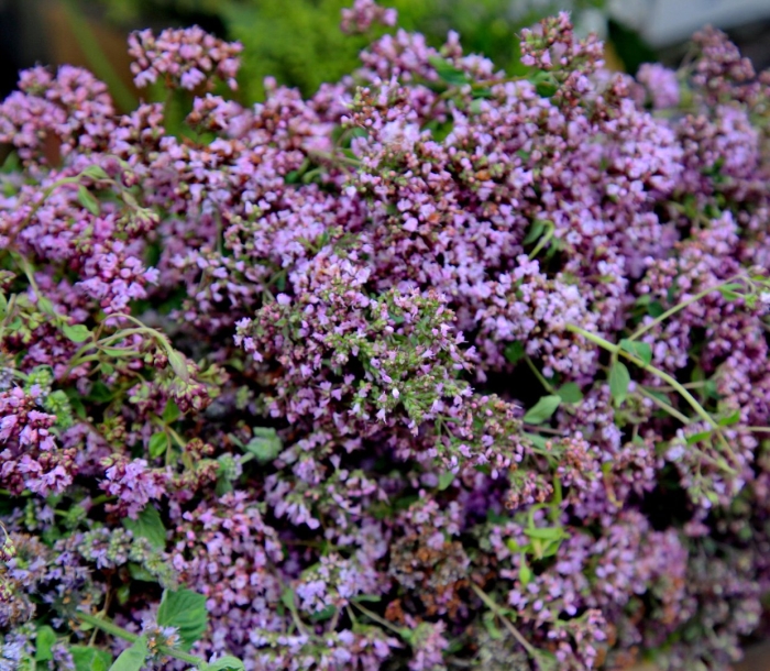 Душица обыкновенная орегано