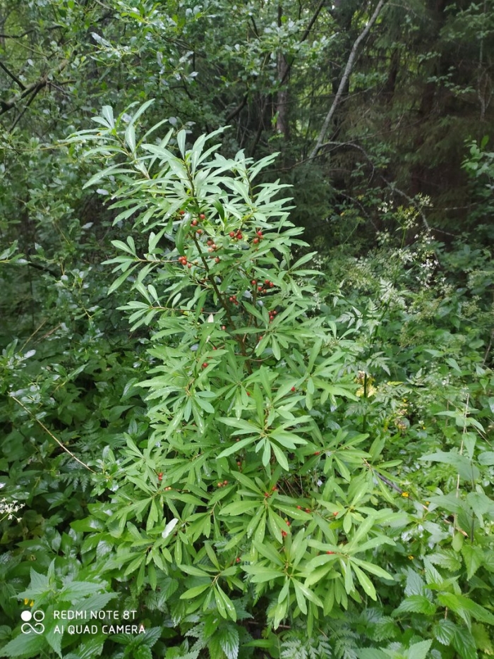 Волчье лыко ядовитое растение