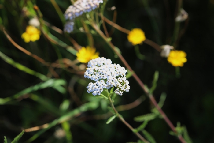 Тысячелистник обыкновенный achillea millefolium