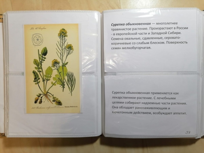 Атлас русских лекарственных растений. в.к. варлих