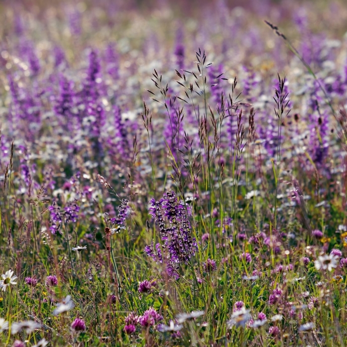 Шалфей прутьевидный луговой