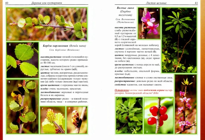 Атлас растений ленинградской области