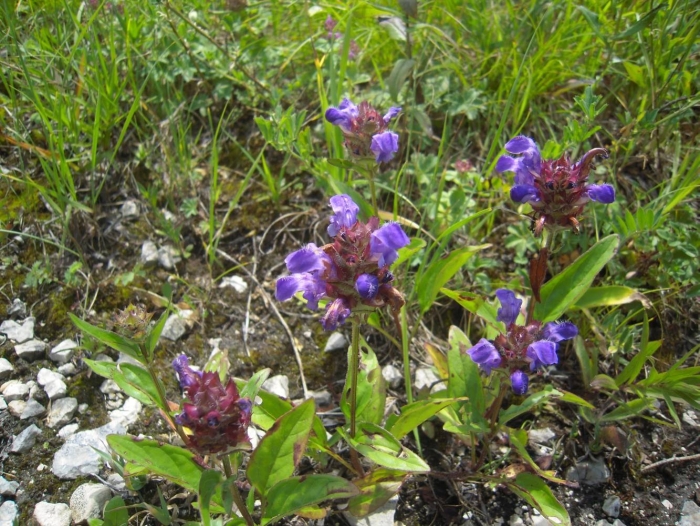 Prunella vulgaris