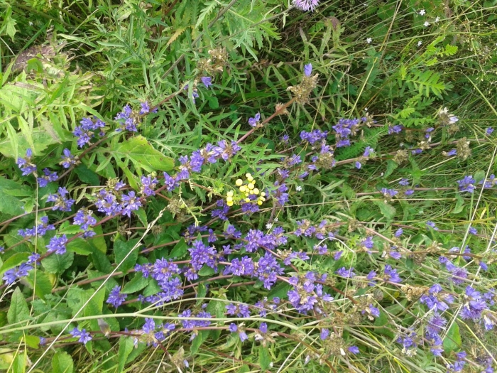 Луговые растения ленинградской области