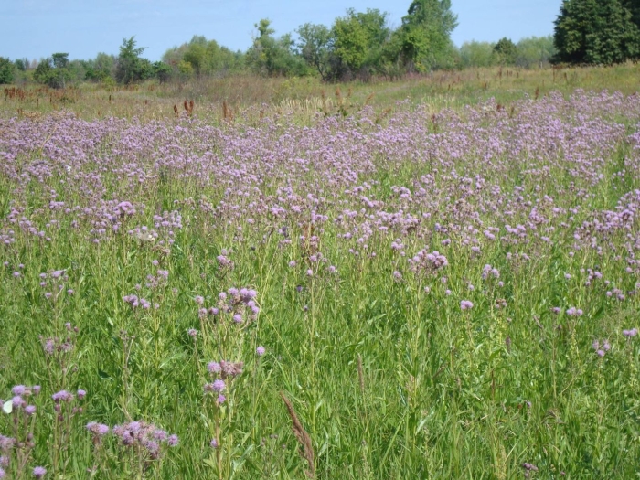Растительность омской области