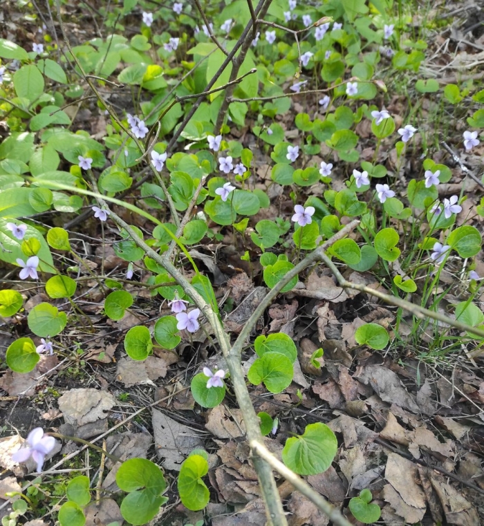 Фиалка топяная viola uliginosa