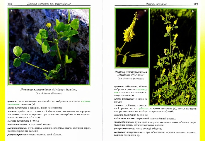 Донник желтый