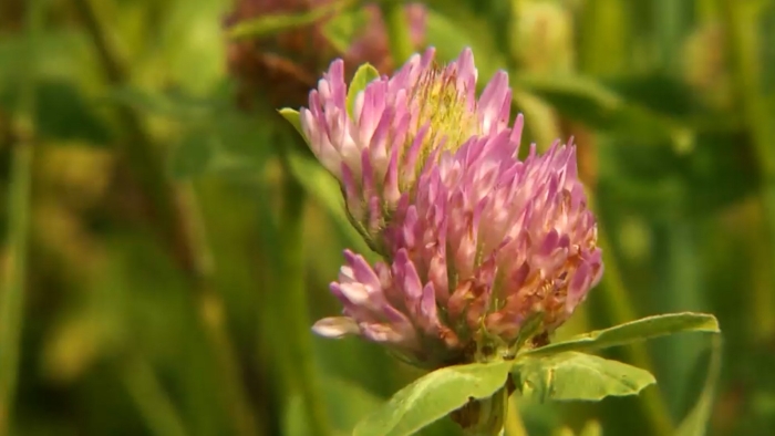 Клевер луговой