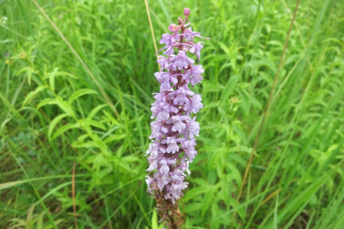 Орхидная горка тверская область